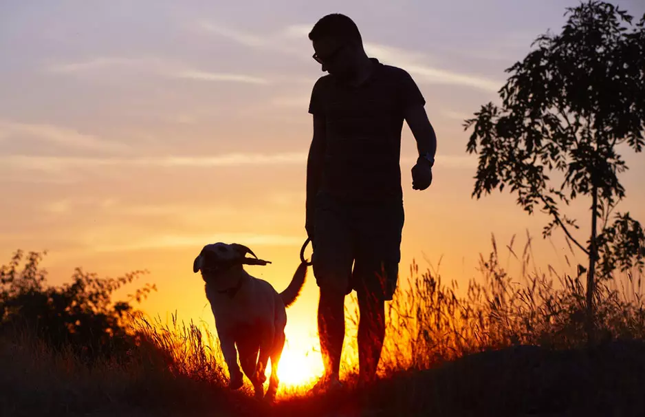 26 maneiras de melhorar a vida do seu cão 15919_25