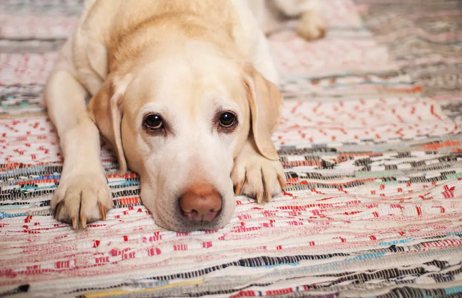 Köpeğinizin hayatını iyileştirmenin 26 yolu 15919_5