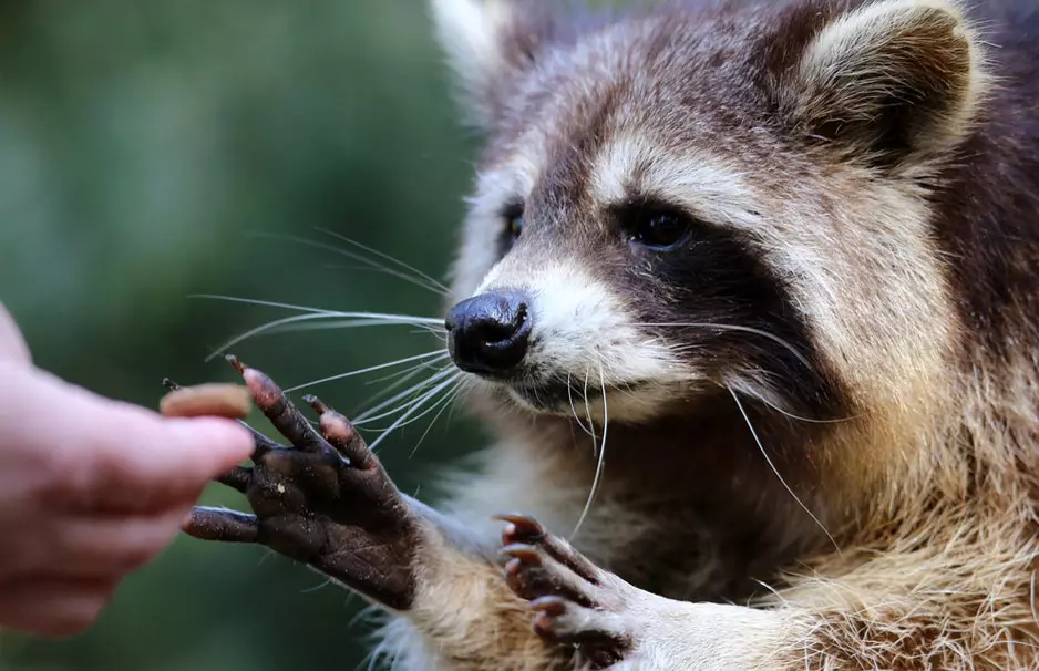 11 animais de estimação encantadores que podem desapontá-lo 15951_5