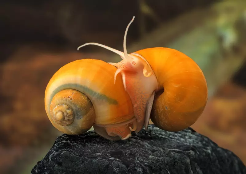 snails