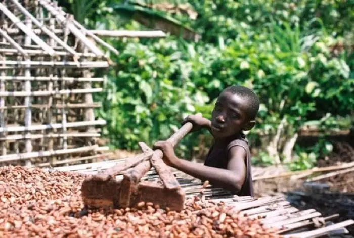 10 hechos fascinantes sobre el chocolate, que no solo está impresionado por el dulce 35439_2