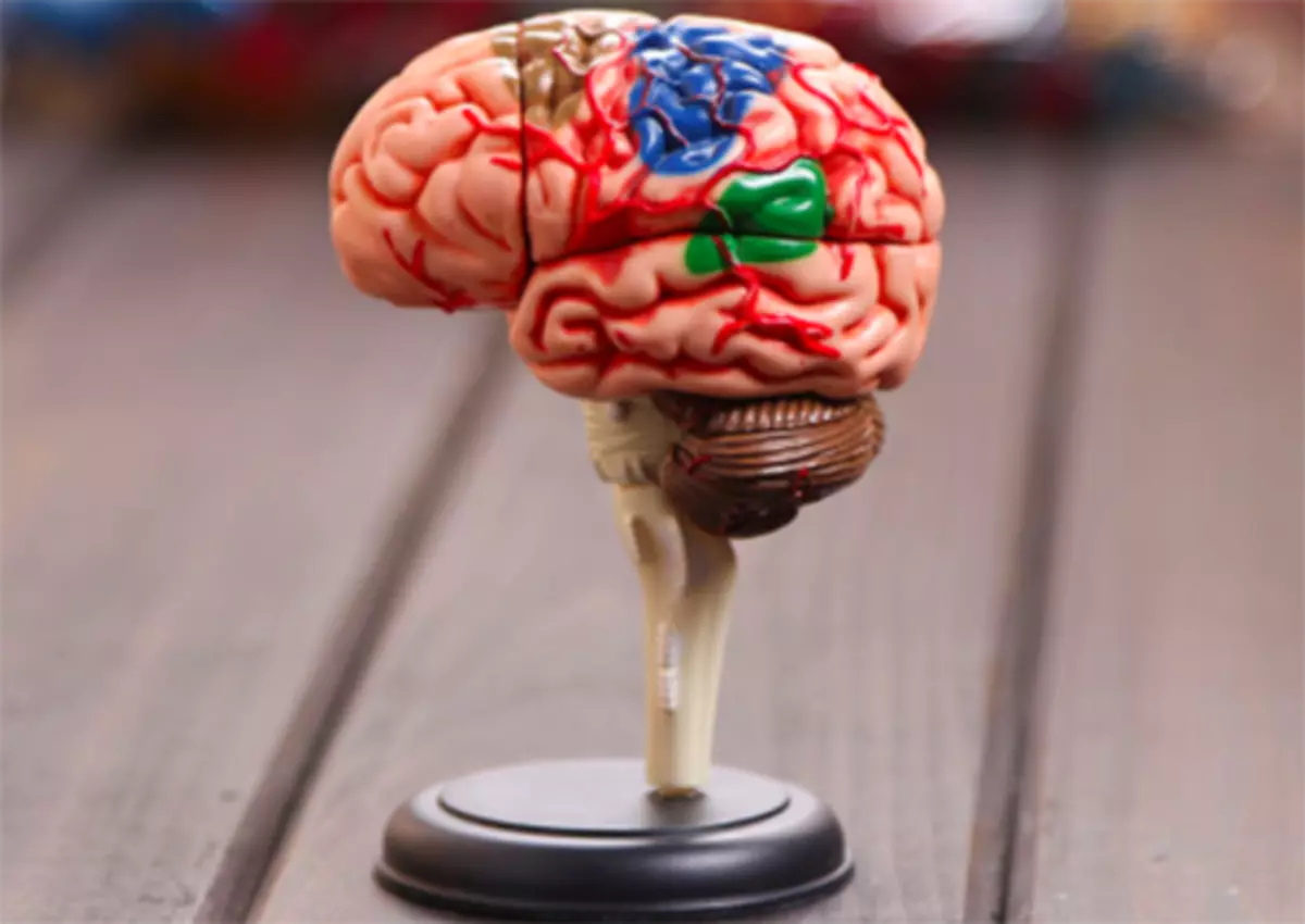 Brain model. Муляж мозга. Макет головного мозга. Статуэтка мозг. Мозг человека муляж.
