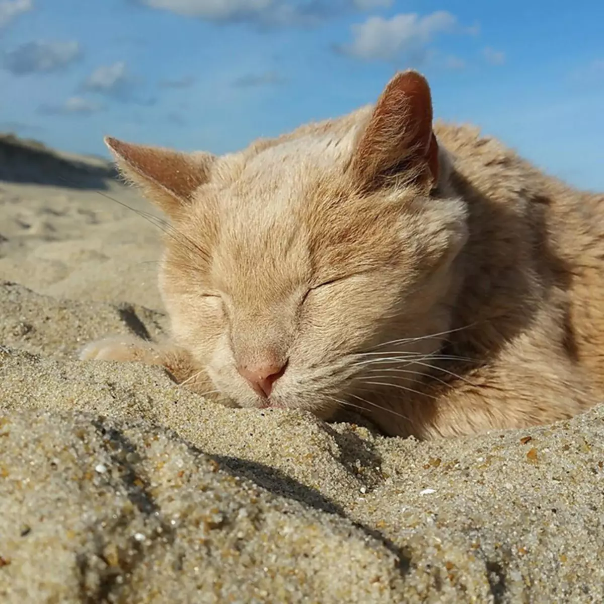 21-årig-katt-adopted-nyresvikt-tumor-tigger-adriene-buisch-25