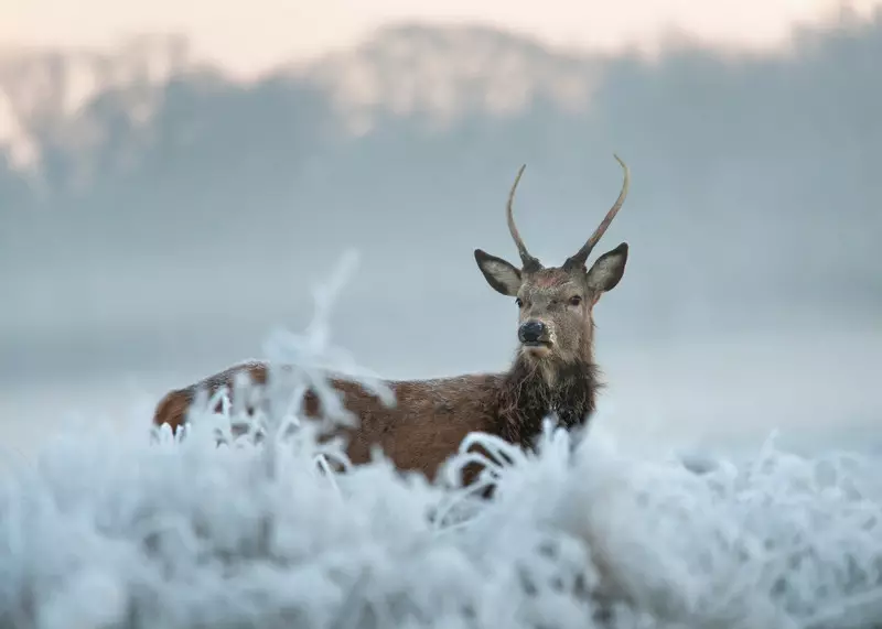 ELK3.