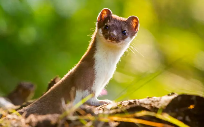 Weasel