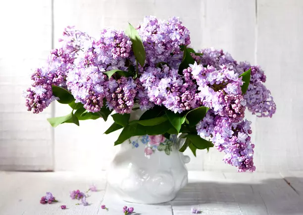 I-lilac