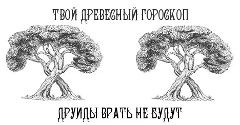 Дерево знака зодиака близнецы. Дерево по гороскопу. Гороскоп друидов по деревьям. Древесный гороскоп. Дерево знака зодиака.