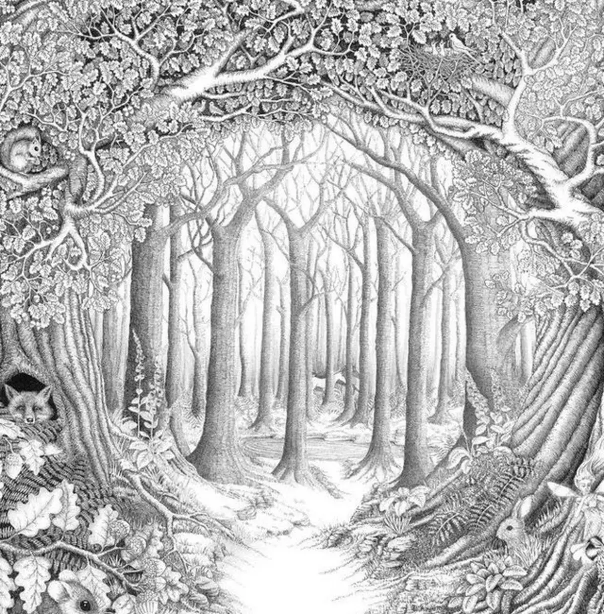 Заколдованный рисунок. Лес рисунок. Лес карандашом. Сказочный лес. Раскраски для взрослых природа.