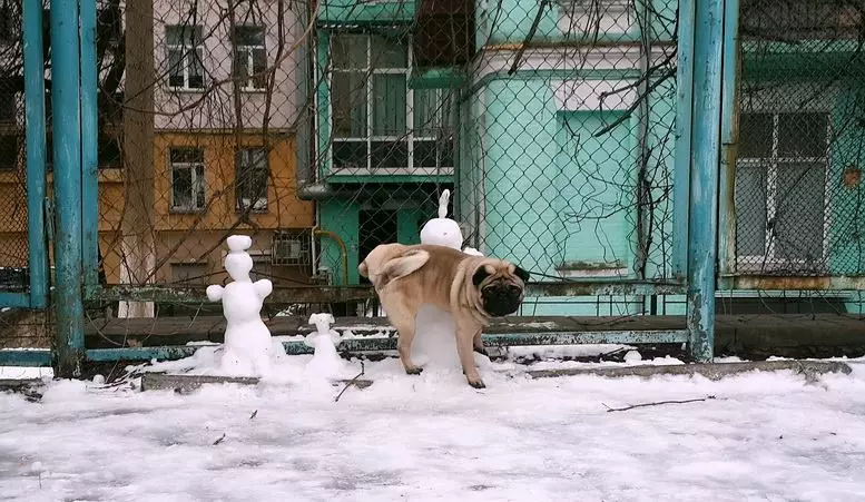 Come essere un'azienda Pug. Metodo di Agaammona