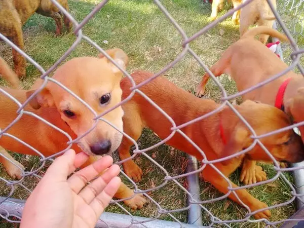 21 Dato sobre el trabajo de los refugios de animales. 36729_14