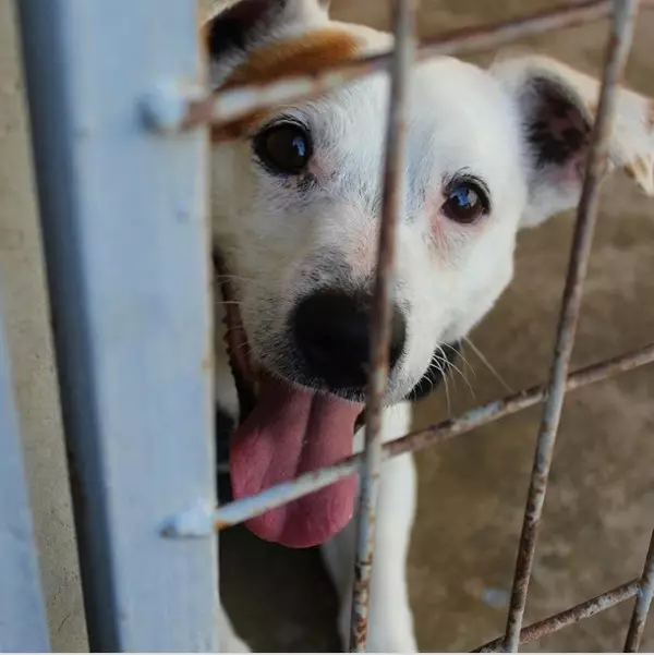 21 Feito sobre o traballo de refuxios para animais 36729_4