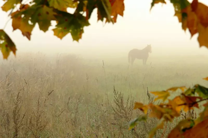 Tlen a zúfalstvo: Najlepšie fotografie z jesenných hmly 36747_18