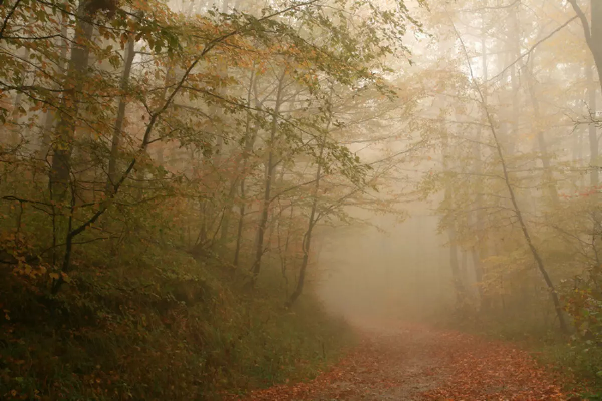 Tlen na kukata tamaa: Picha bora za Fogs ya Autumn 36747_20