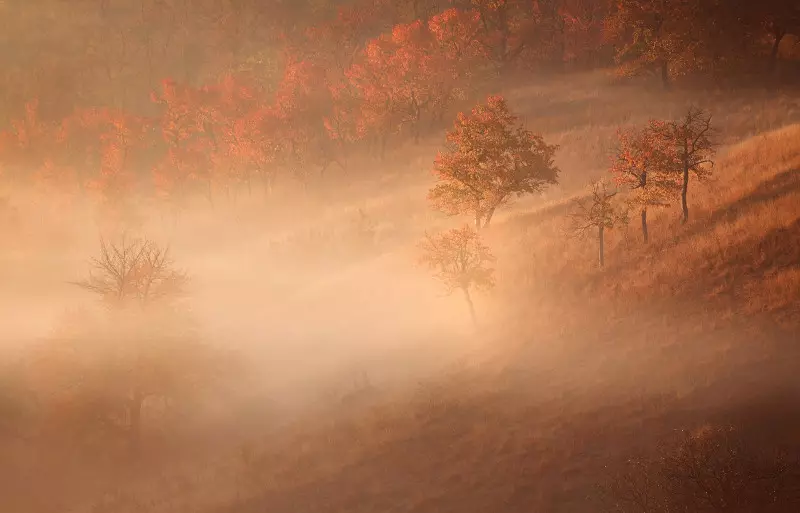 Tlen en wanhoop: de bêste foto's fan hjerst mist 36747_6