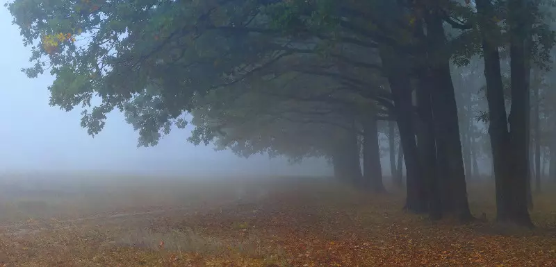 Tlen dan putus asa: Foto terbaik Autumn Fogs 36747_9