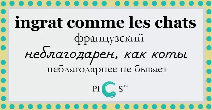 Mete yon chat sou tèt la: 25 ale sou chat ki soti nan nasyon diferan