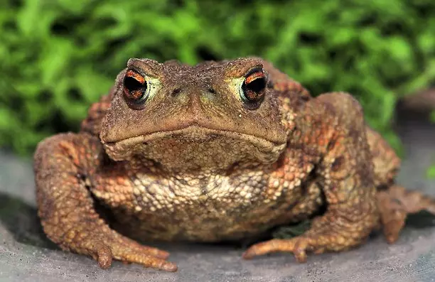 toad.