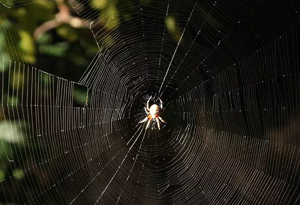 Araña.