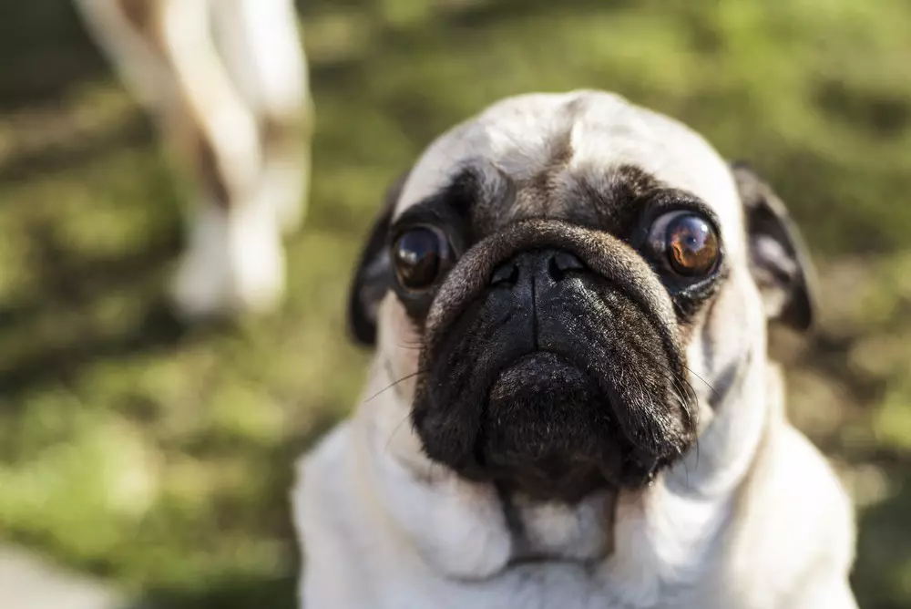 Loop met pug: vernederend, maar opwindend