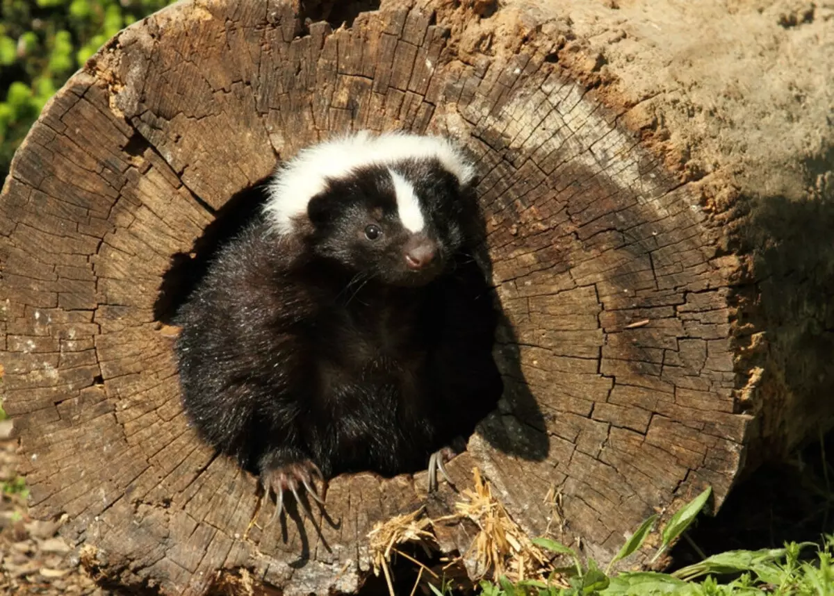 Skunk.