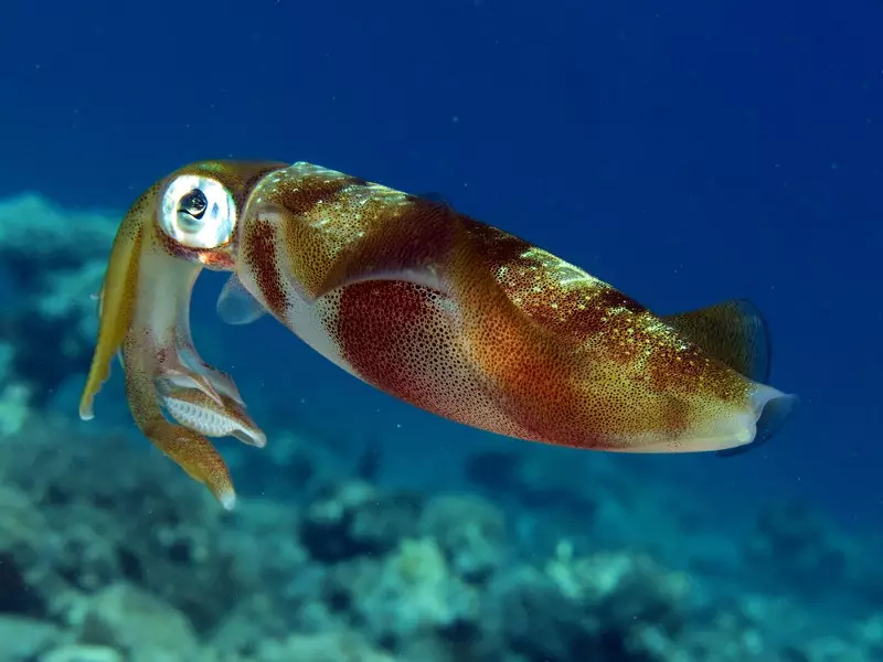 Squid.