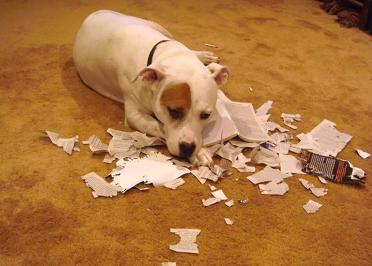 Собака съела пакетик. Собака сгрызла тетрадь. Собака сгрызла книгу.