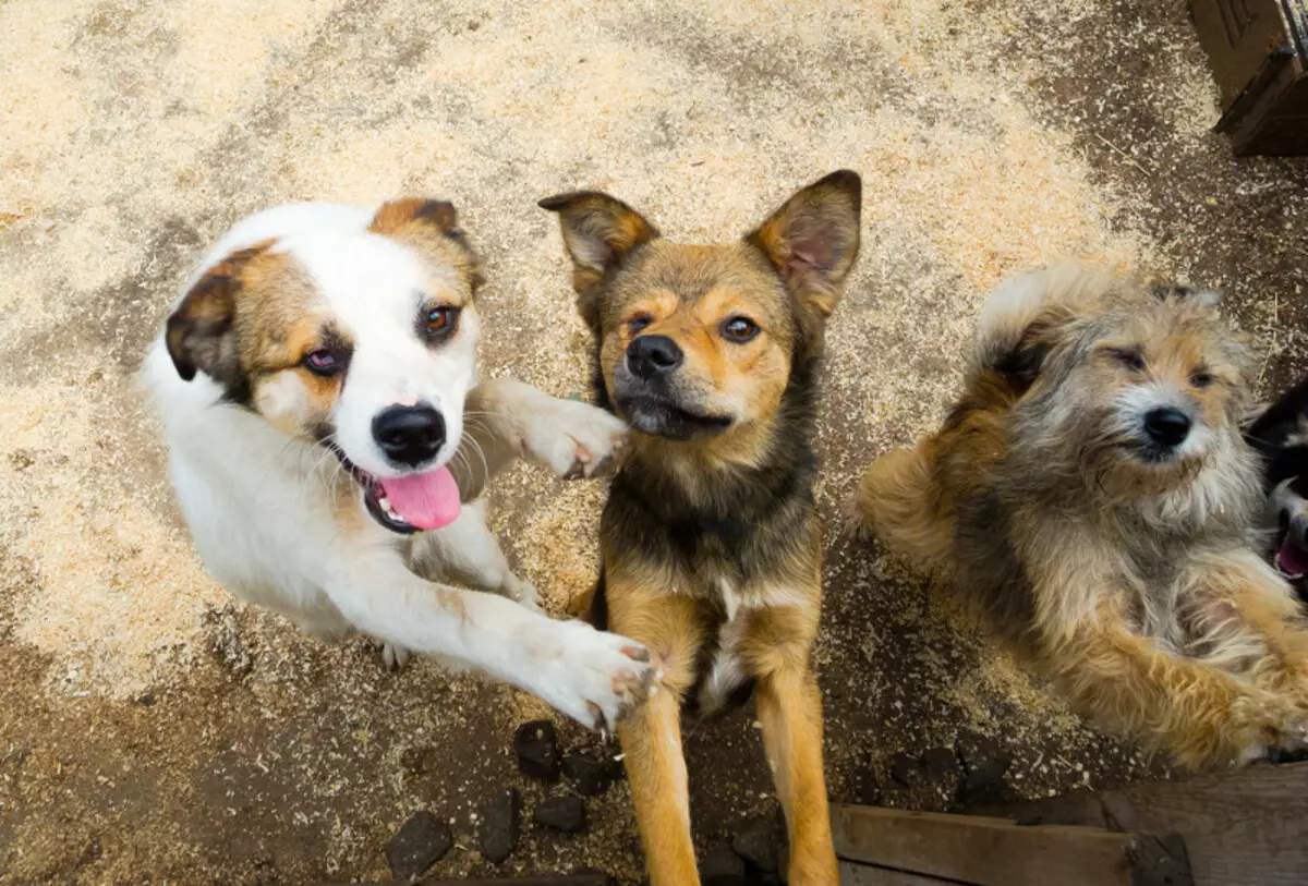 "Waarom ik nooit een hond uit het asiel zal nemen": Anonieme brief