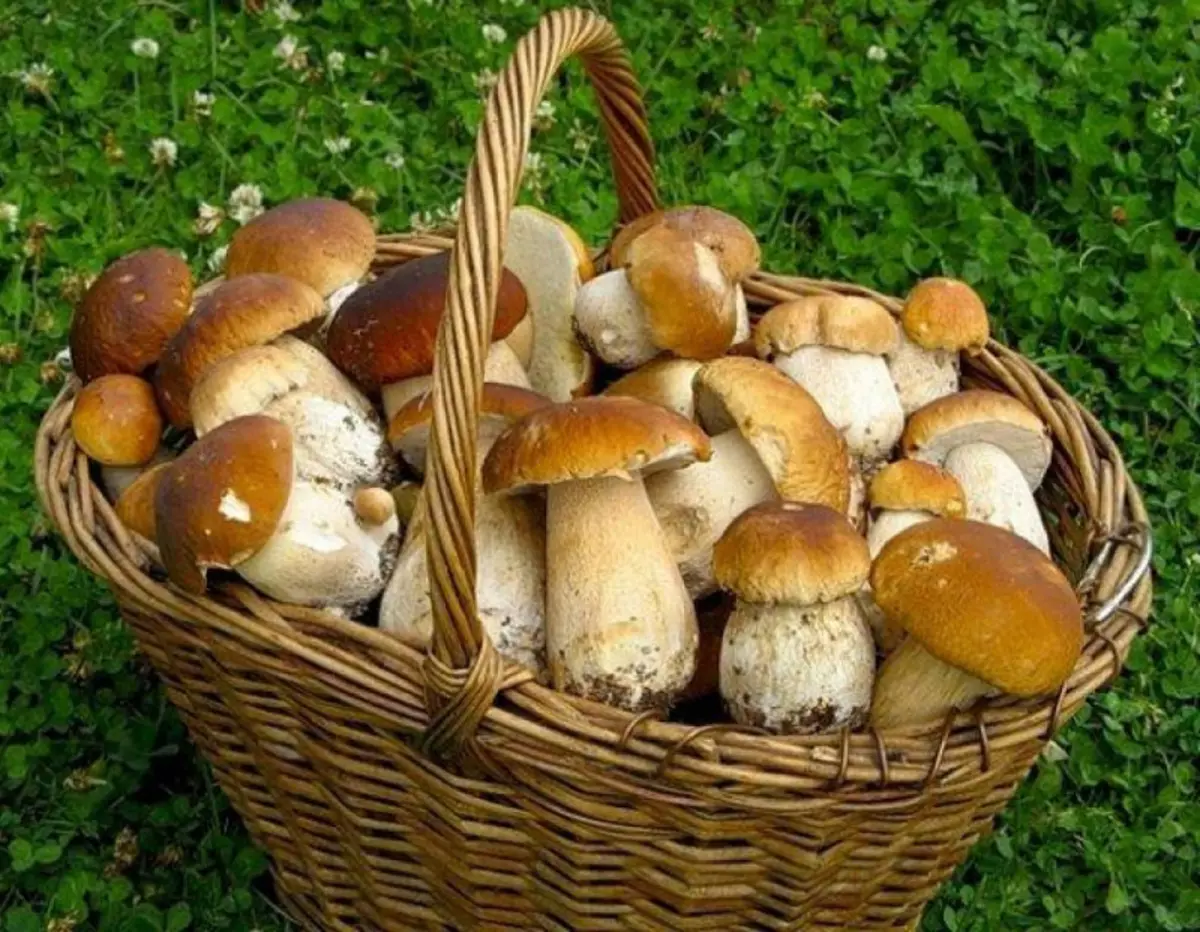 Корзинка с белыми грибами