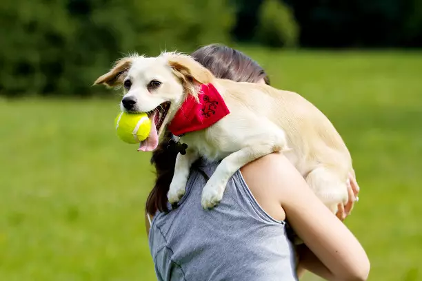 Dog.