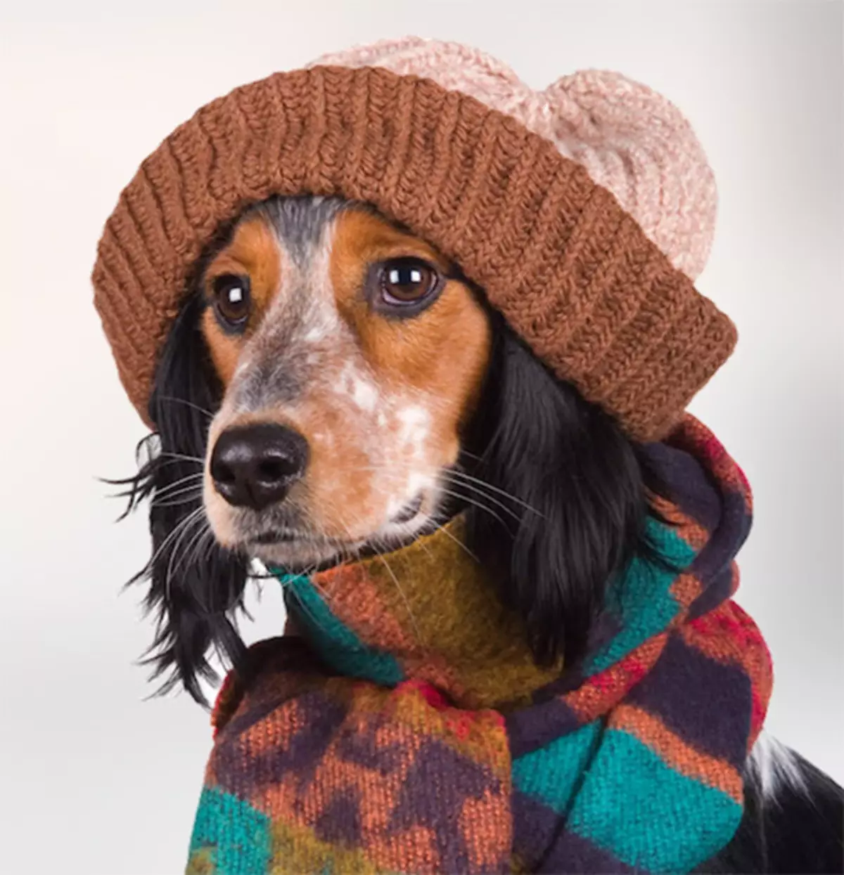 Собака в шапке и шарфе