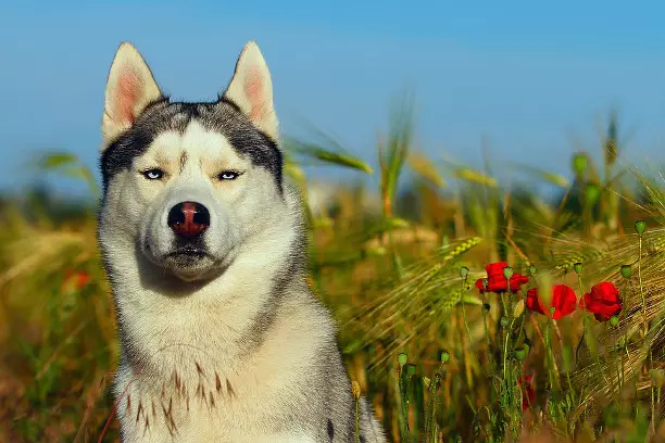 HUSKY.