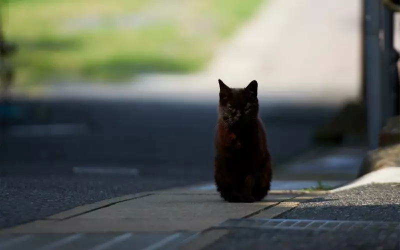 30 façons d'utiliser des chats dans la ferme 38506_13