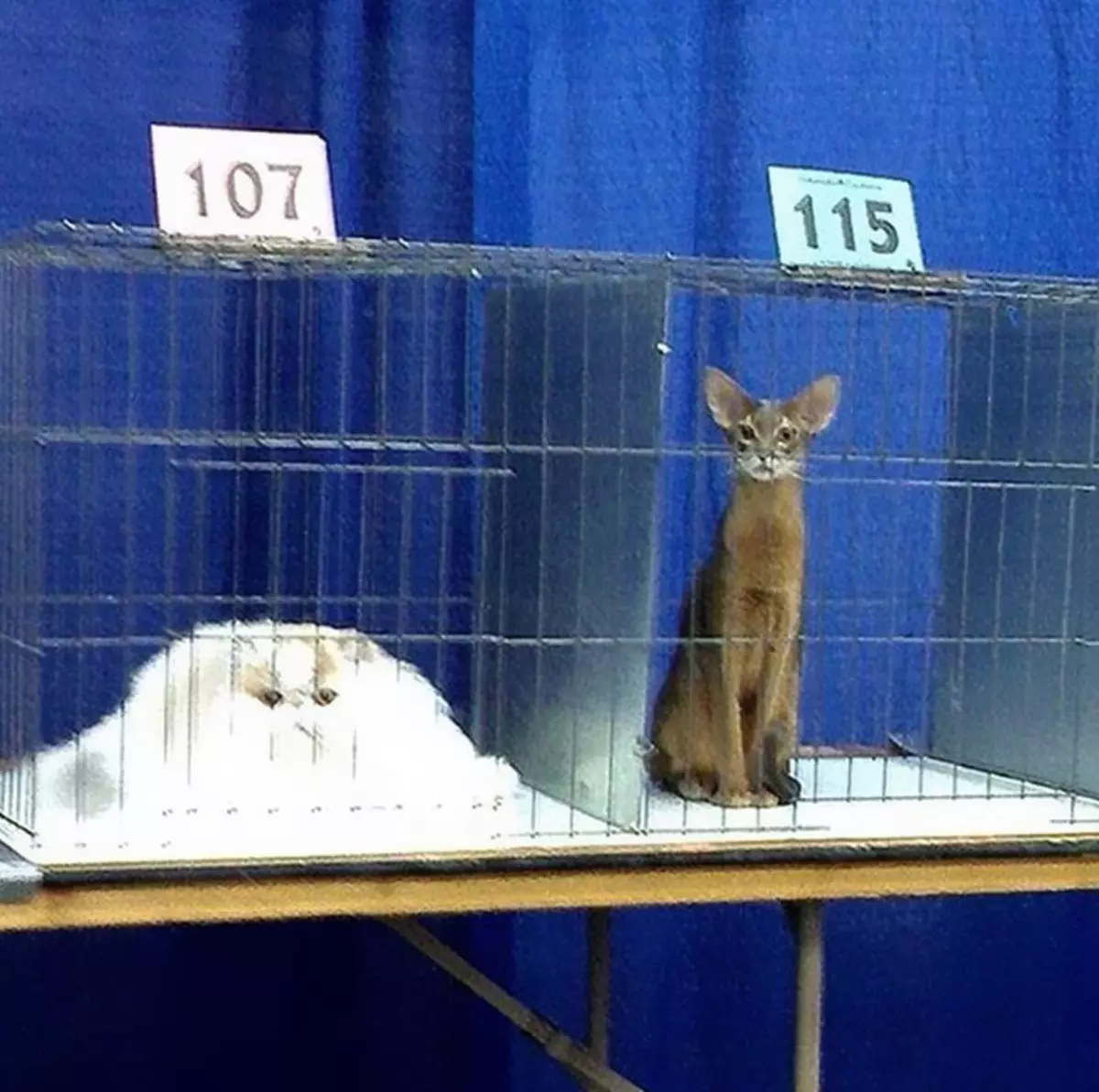 Funny-tumblr-cats-35-5811ceaba5f2e__700