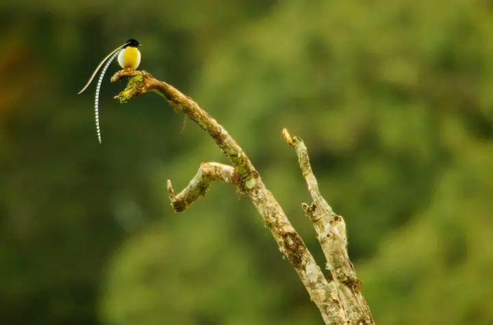 ಸ್ಯಾಕ್ಸೊ.