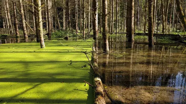 20 eżempji meta fin-natura xi ħaġa marret ħażin. Iżda huwa sabiħ ħafna