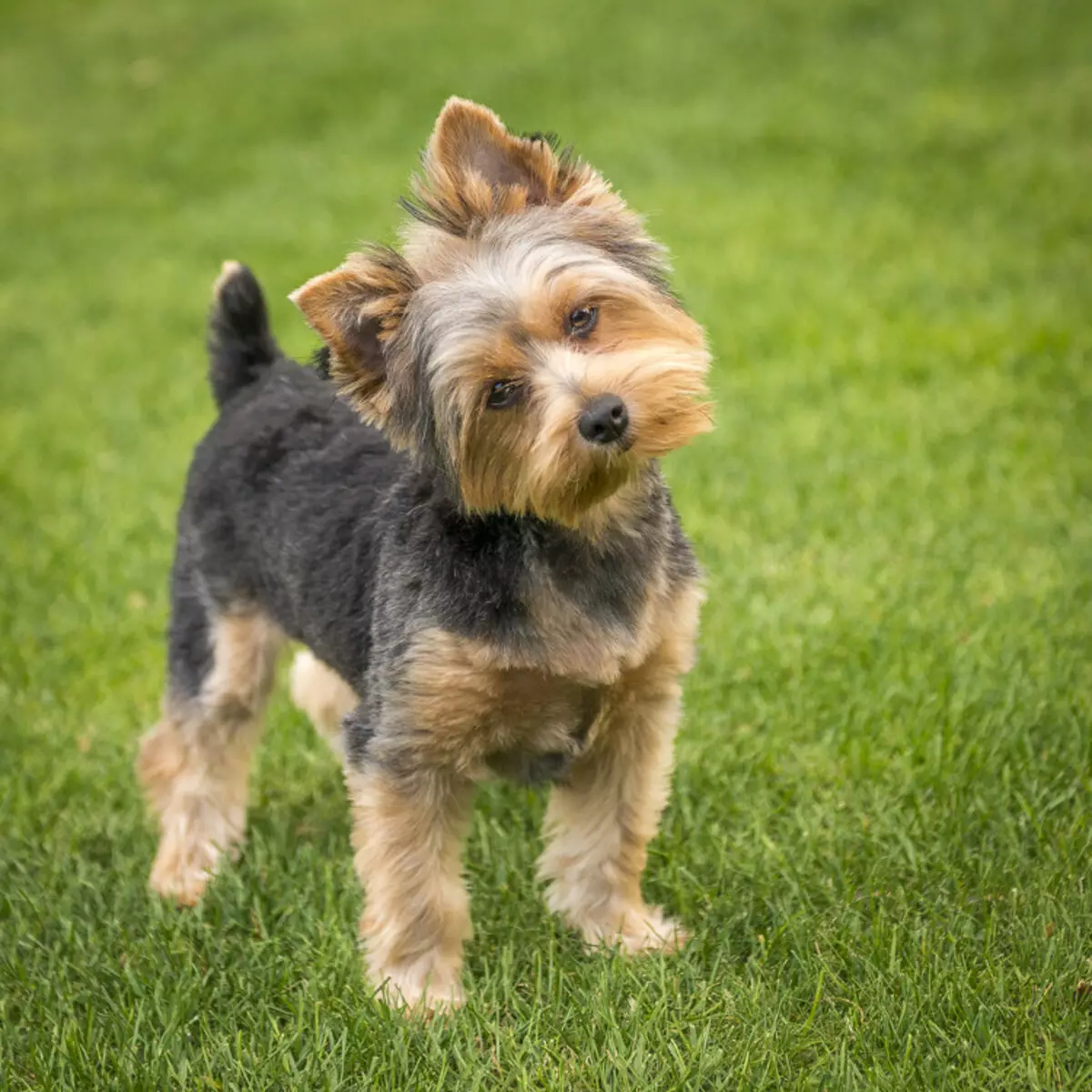 17 skäl börjar aldrig Yorkshire Terrier 38882_11