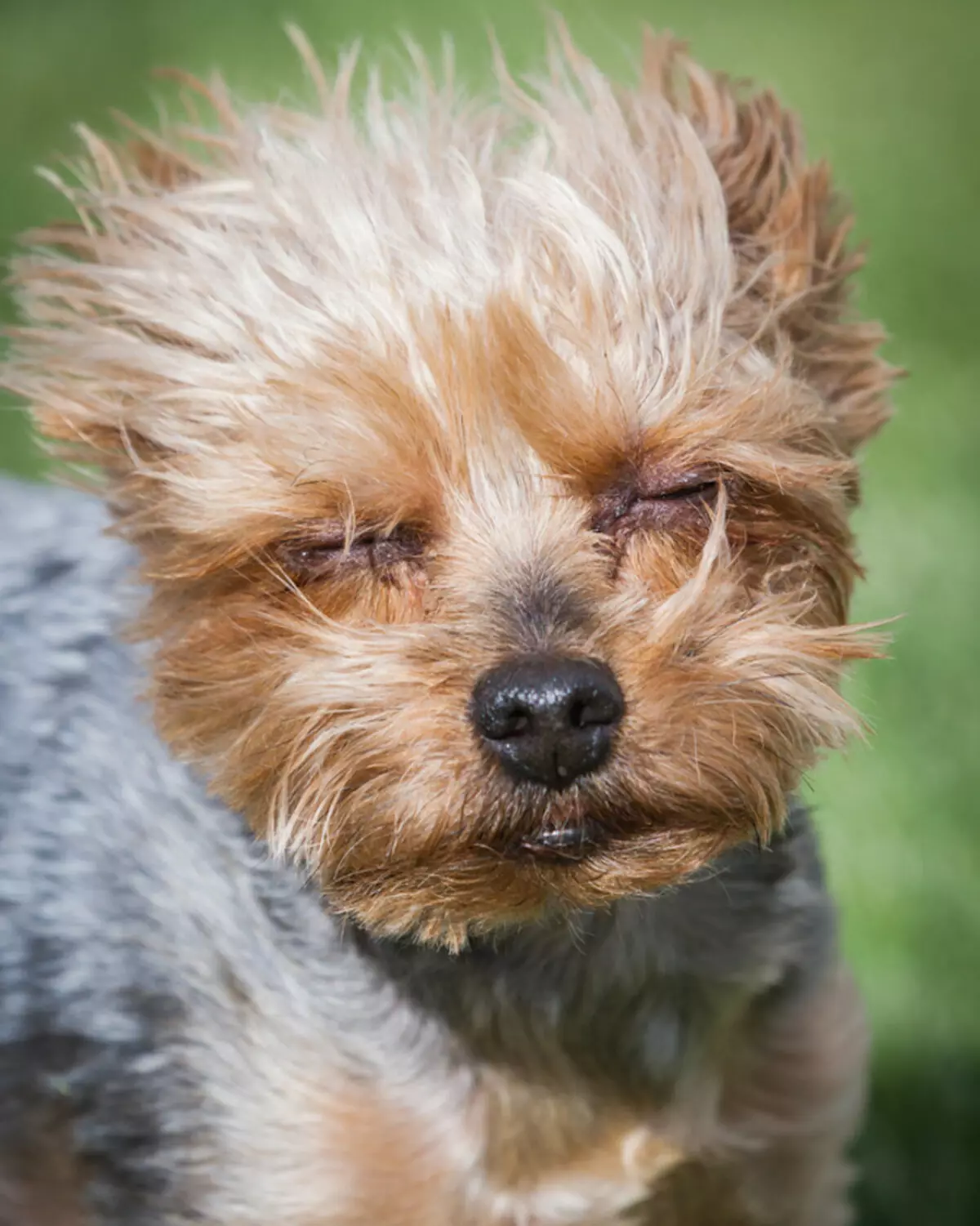 17 mga dahilan ay hindi kailanman simulan ang Yorkshire Terrier. 38882_13