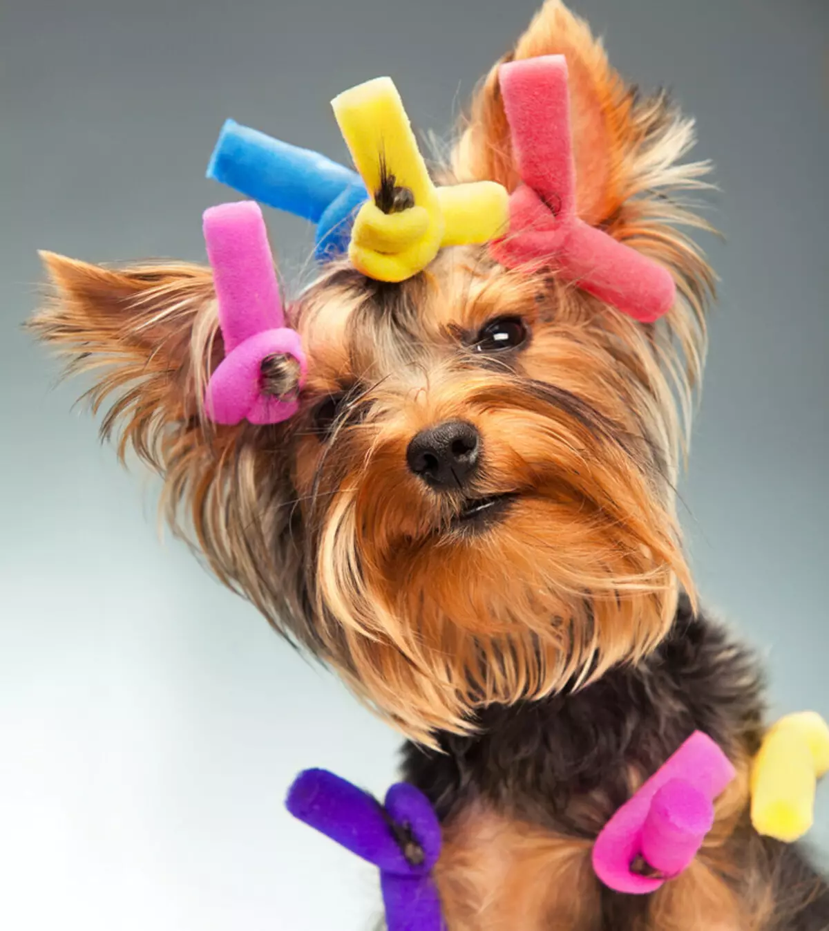 17 reasons never start the Yorkshire Terrier 38882_14