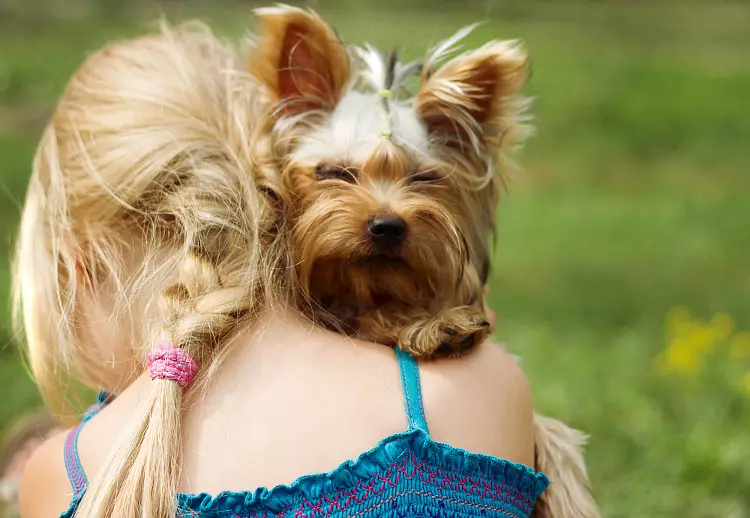 17 Gründe starten nie den Yorkshire Terrier 38882_16