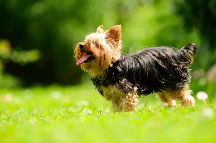 17 razloga nikada ne pokreću Yorkshire Terrier 38882_3