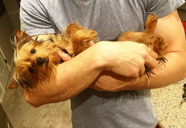 17 Sebab tidak pernah memulakan Yorkshire Terrier 38882_5