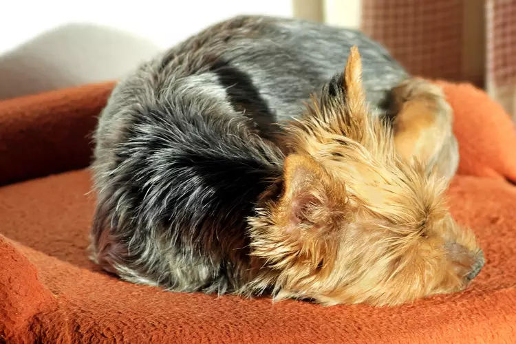 Zvikonzero 17 hazvimbotanga iyo yorkshire terrier 38882_7