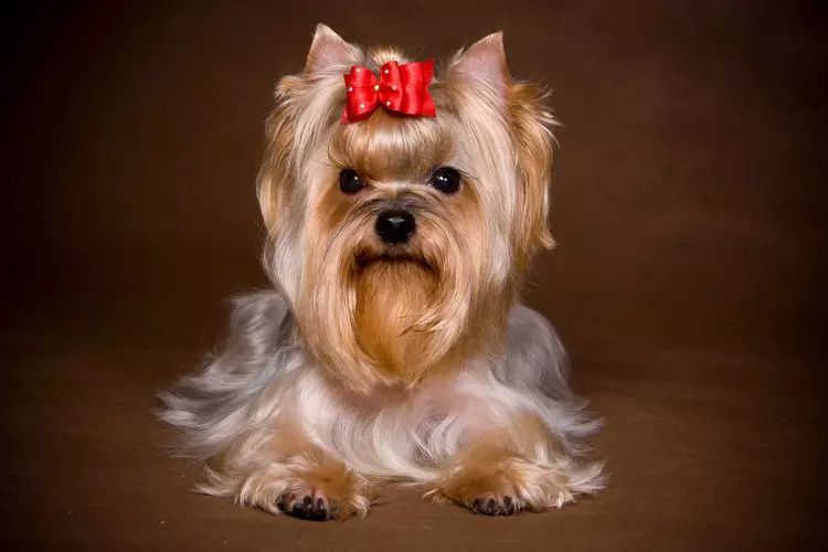 Izizathu ezili-17 Ungaze uqale i-Yorkshire Terrier 38882_9