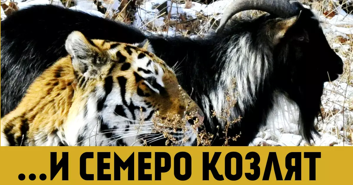 Let kozie! 10 dôvodov, prečo to urobiť okamžite