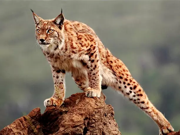 lynx