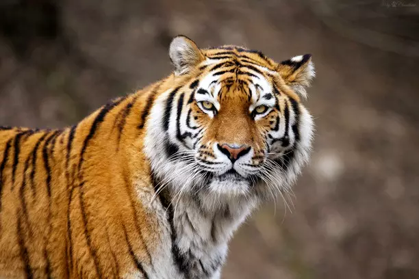 tiger