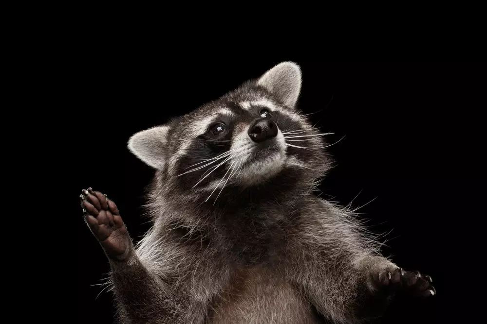 Kini o wọpọ pẹlu rẹ, ibatan rẹ ati raccoon?