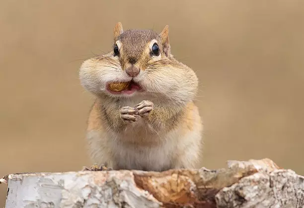 Potd-Chipmunk_2663797k.