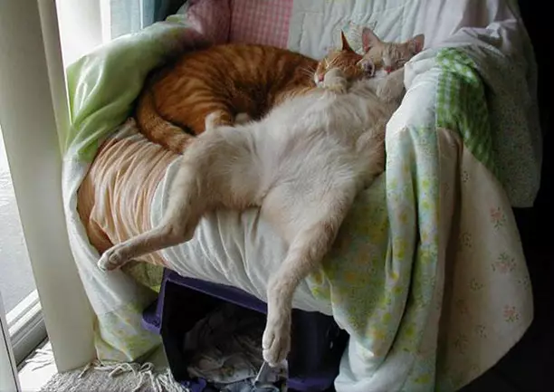 Funny-Sleep-Cats-20