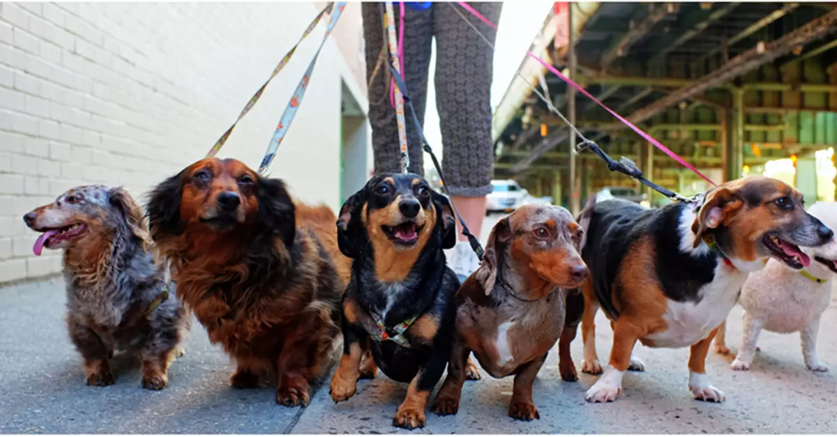 6 razones para pasar una mascota al hotel en el momento de las vacaciones